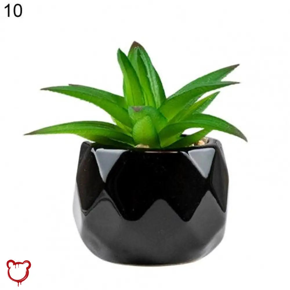 Black Pot Succulent in 11 Designs