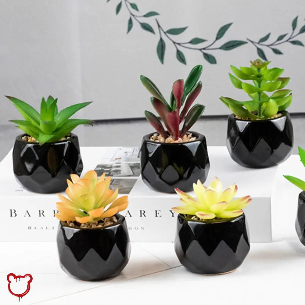 Black Pot Succulent in 11 Designs
