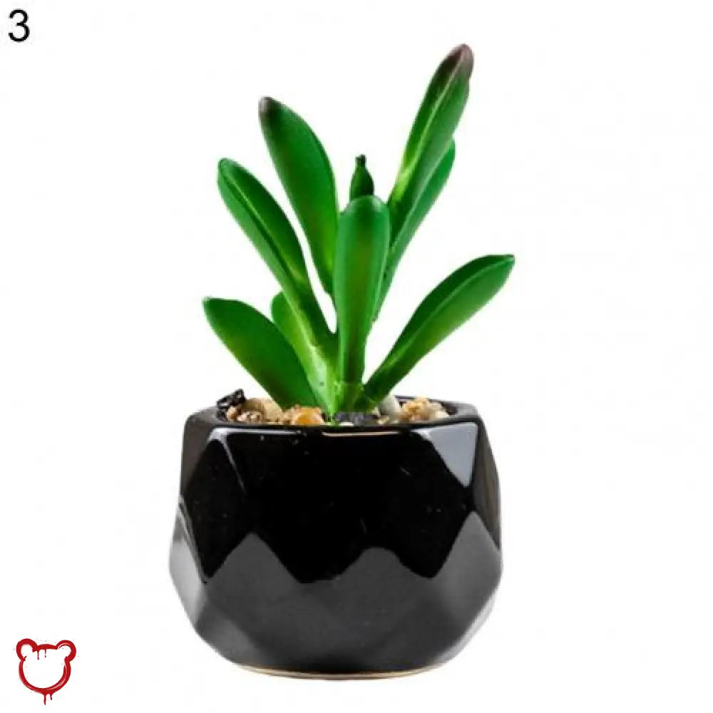 Black Pot Succulent in 11 Designs