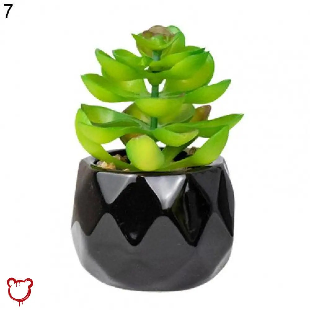 Black Pot Succulent in 11 Designs