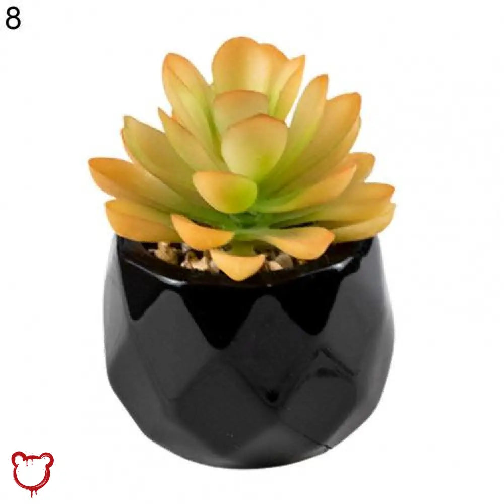 Black Pot Succulent in 11 Designs