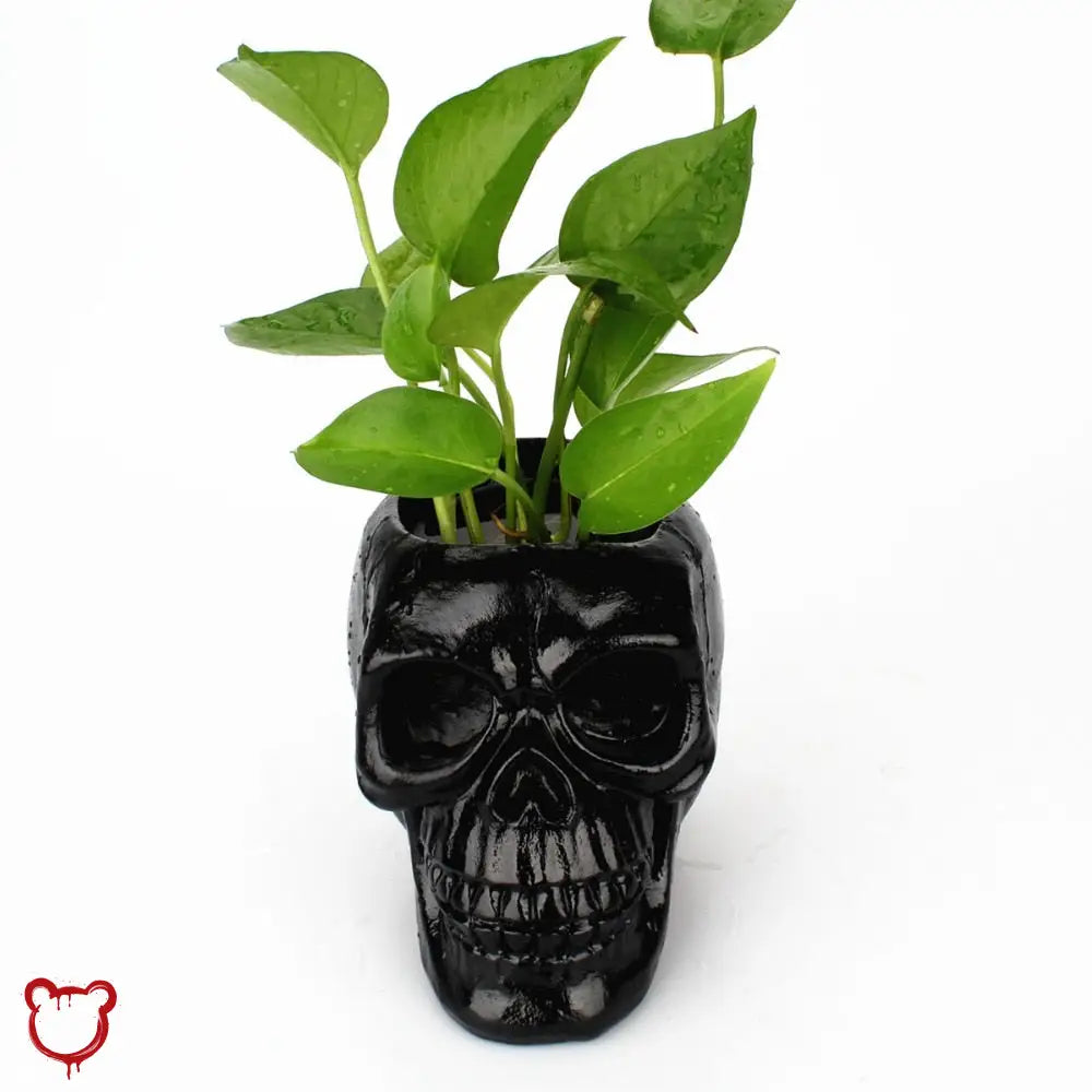 Deadly Black Skull Pot